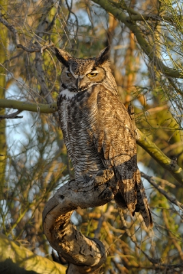 March 6, 2013<br>Here is the uncropped version of the 300F4 shot. (Sharpening and post-processing was done prior to cropping and resizing. Post processing included setting Standard picture control, daylight white balance, a slight shadow boost, a small lightening of the shaded side of the owl, an increase in saturation of 15, and sharpening of intensity 100, radius 2 and threshold 0 in CaptureNX2.)<br>